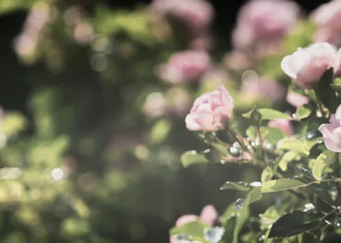 Several pink flowers in a field